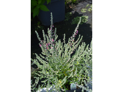 Teucrium marum