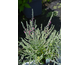 Teucrium marum None