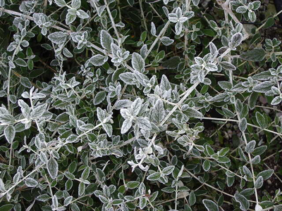 Teucrium fruticans