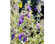 Teucrium fruticans Indyho ®