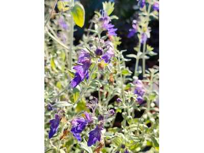 Teucrium fruticans