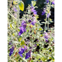 Teucrium fruticans Indyho ®