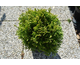 Thuya occidentalis Miss Frosty
