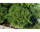 Thuya occidentalis Tiny Tim