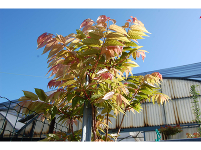 Toona sinensis