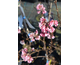 Viburnum bodnantense