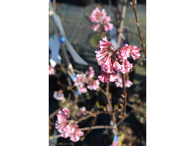 Viburnum bodnantense