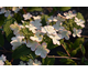 Viburnum plicatum Kilimandjaro Sunrise ®