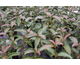 Viburnum Le Bois Marquis ®