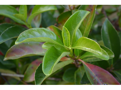 Viburnum