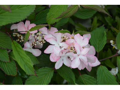 Viburnum plicatum