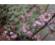 Viburnum bodnantense