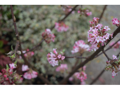 Viburnum bodnantense