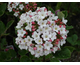 Viburnum burkwoodi Anne Russell