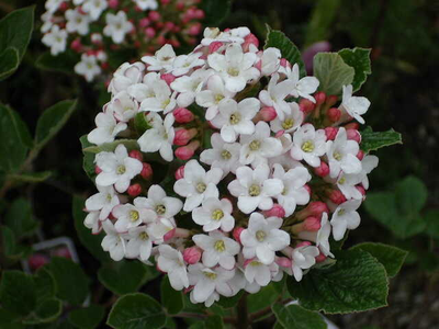 Viburnum burkwoodi