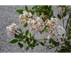 Viburnum burkwoodi Conoy