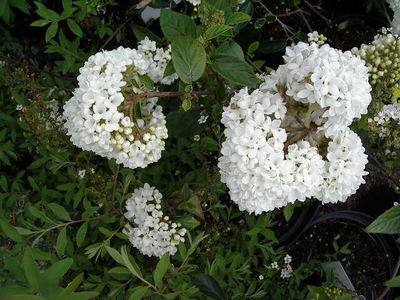 Viburnum carlcephalum