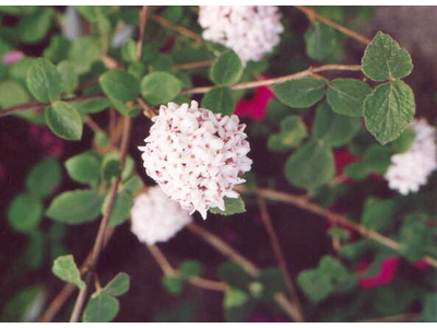 Viburnum carlesii