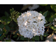 Viburnum davidii Eskimo