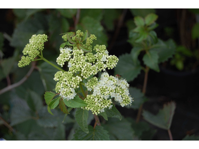 Viburnum dentatum 