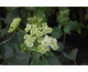 Viburnum dentatum 