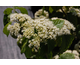 Viburnum dilatatum