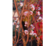 Viburnum farreri 