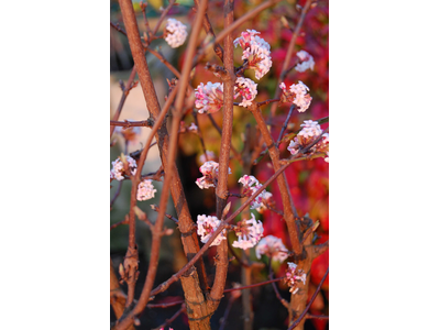 Viburnum farreri