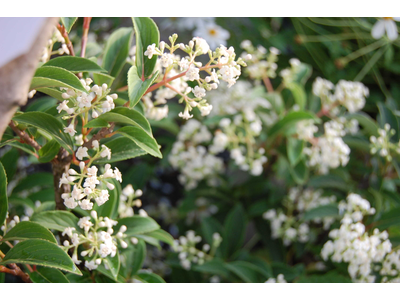 Viburnum hillieri 