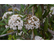 Viburnum Pragense