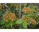 Viburnum lantana Mohican