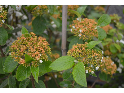 Viburnum lantana