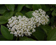 Viburnum lobophyllum x japonicum Huron