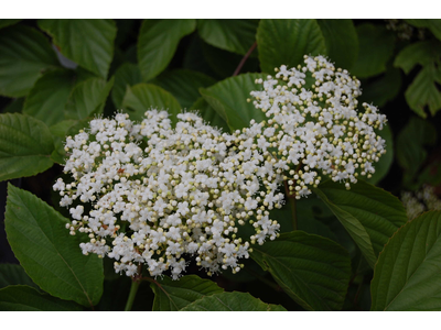 Viburnum lobophyllum x japonicum