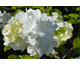 Viburnum macrocephalum Happy Fortuna