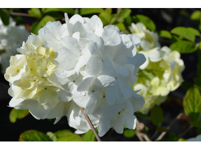 Viburnum macrocephalum