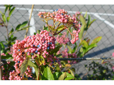 Viburnum nudum