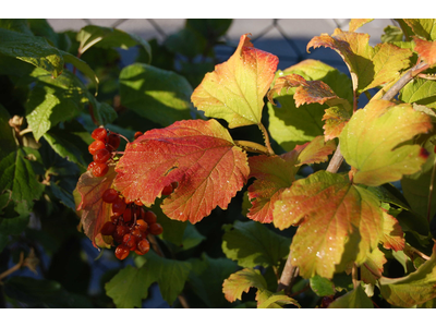 Viburnum opulus