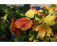Viburnum opulus Compactum