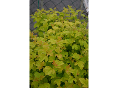 Viburnum opulus