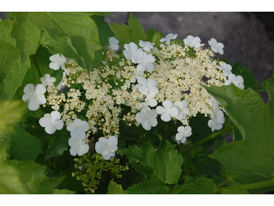 Viburnum opulus