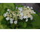 Viburnum opulus