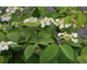 Viburnum plicatum Cascade