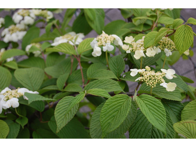 Viburnum plicatum