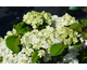 Viburnum plicatum Grandiflorum ® Noble