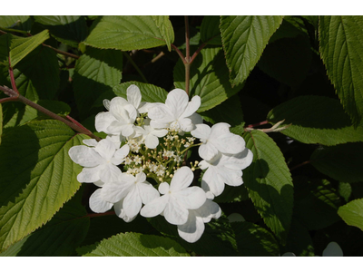 Viburnum plicatum