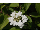 Viburnum plicatum