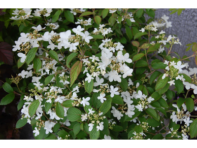 Viburnum plicatum