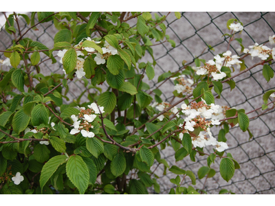 Viburnum plicatum