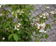 Viburnum plicatum Mariesii Great Star ®